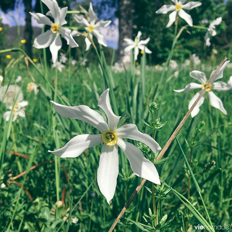 Floraison des narcisses sauvages, Monteux Riviera