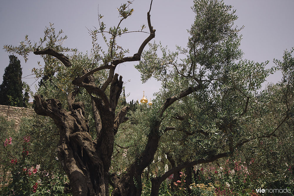 Jardins de Gethsémani à Jérusalem