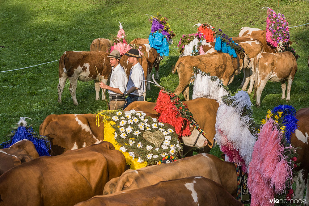 Désalpe au Tyrol: l'Almabtrieb