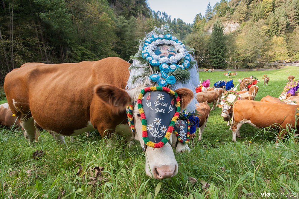 Vaches en fleurs à Kufstein, Tyrol