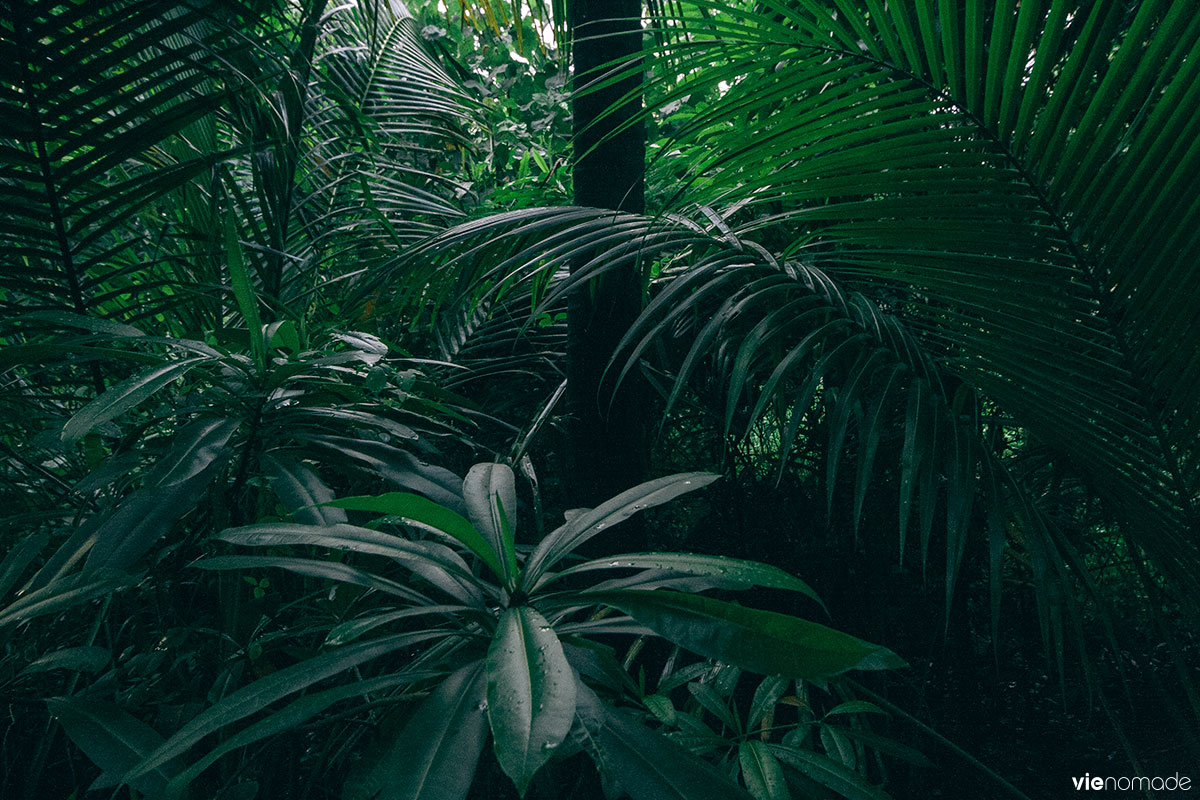 La jungle de Bang Krachao, le poumon vert de Bangkok