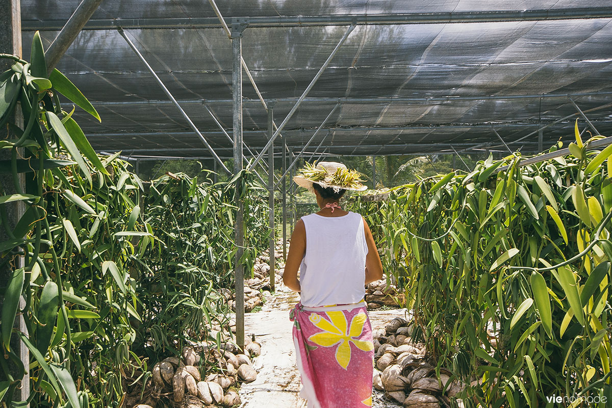 Les artisans cultivateurs de vanille à Huahine