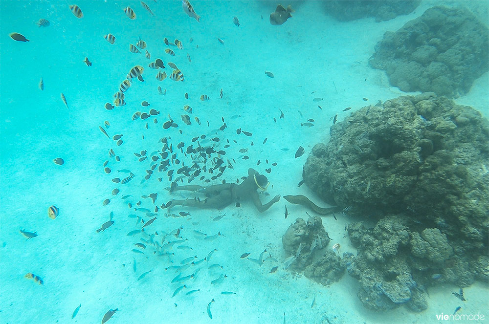 Snorkeling avec les raies et les requins à Bora Bora