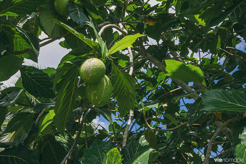 Le fruit de l'uru, ou arbre à pain