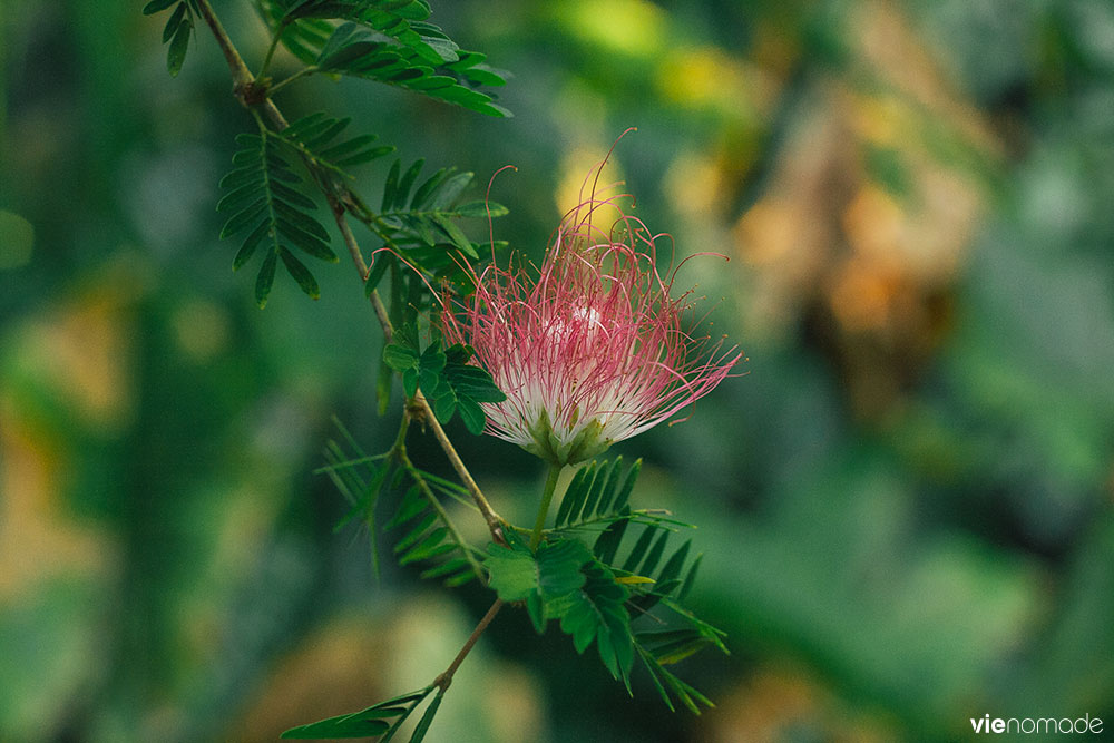 Albizia, plante et fleur tropicale à Tahiti