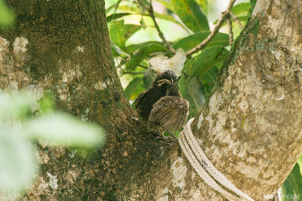 Bulbul à ventre rouge, Polynésie Française