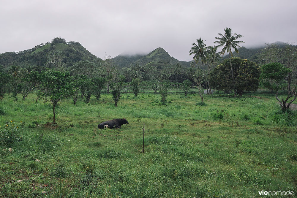 Rarotonga, Îles Cook