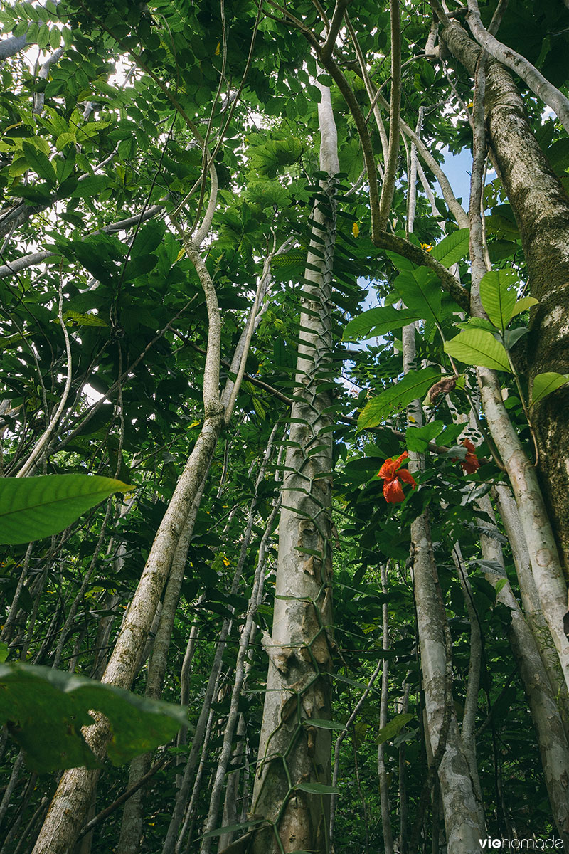 Randonner à Tahiti: Fautaua ou Fachoda