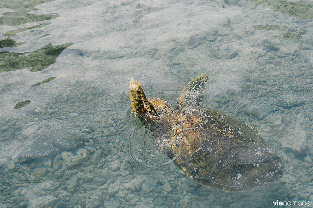 Tortues marines à Moorea