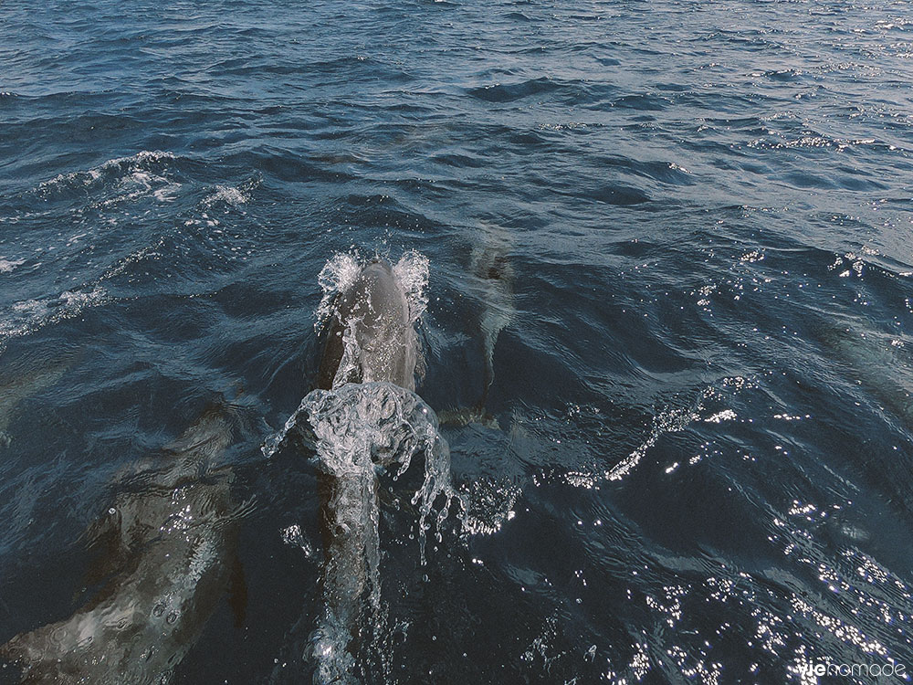 Voir les dauphins à Bora Bora