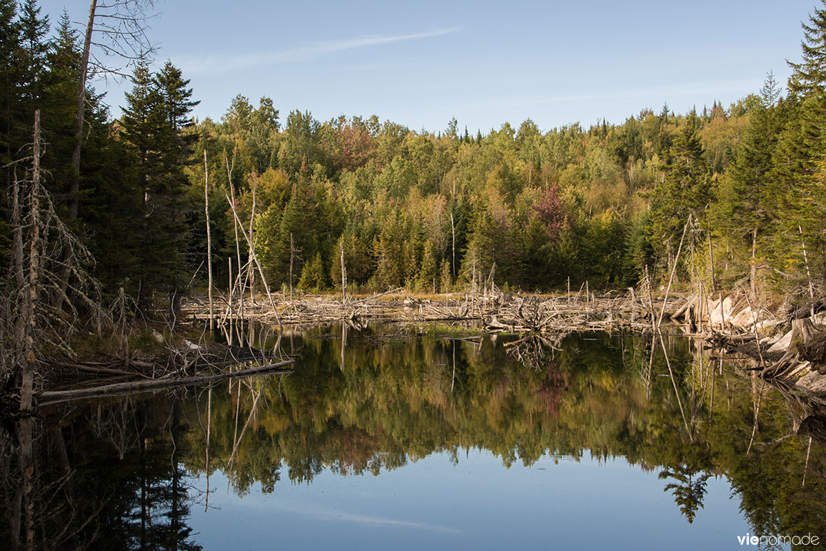 Observation du castor au Québec