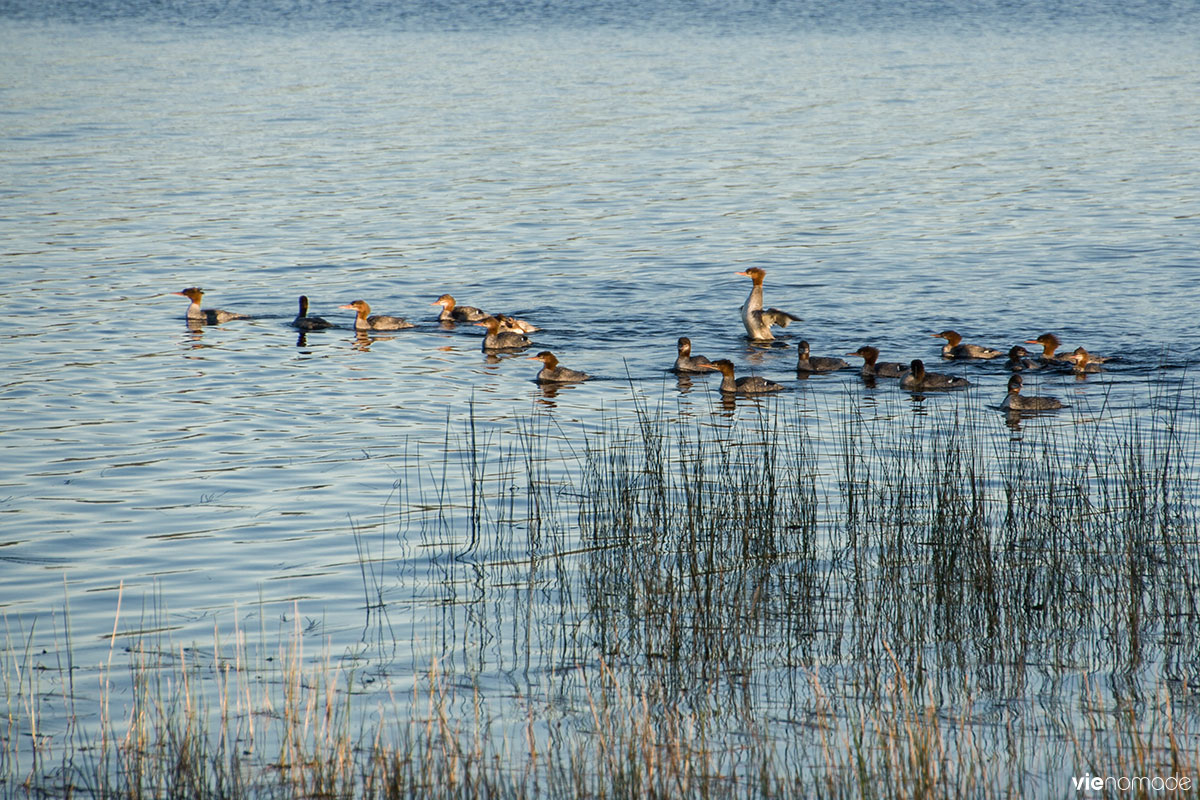 Observation des oiseaux, Lac Taureau, Québec