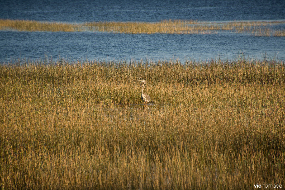 Observation des oiseaux, Lac Taureau, Québec