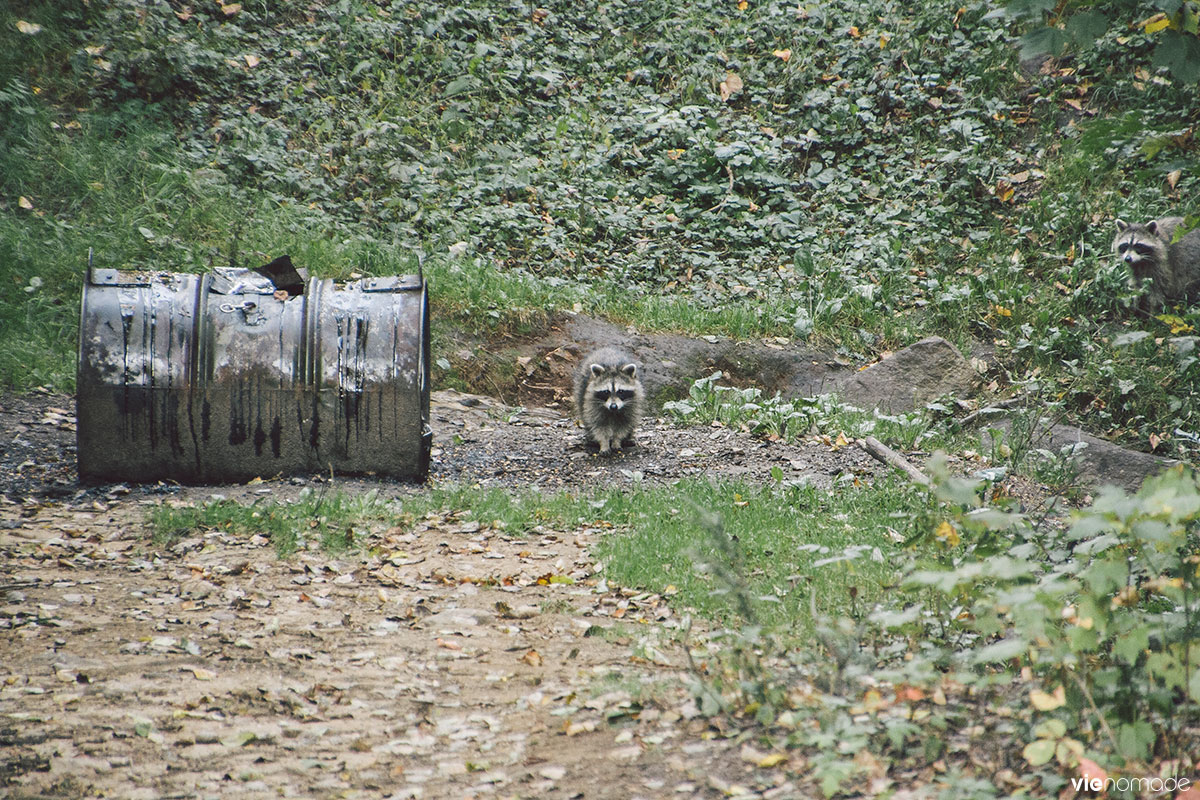 Observation de l'ours au Québec