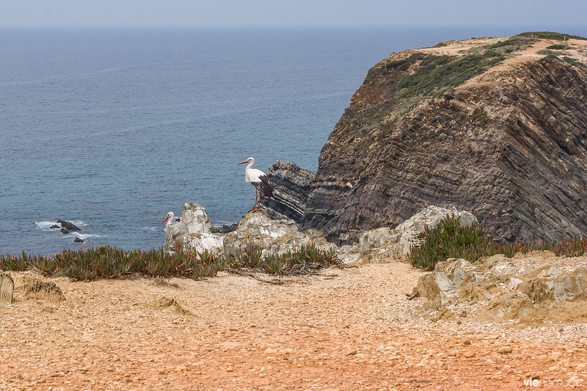 Cabo Sardao et ses cigognes