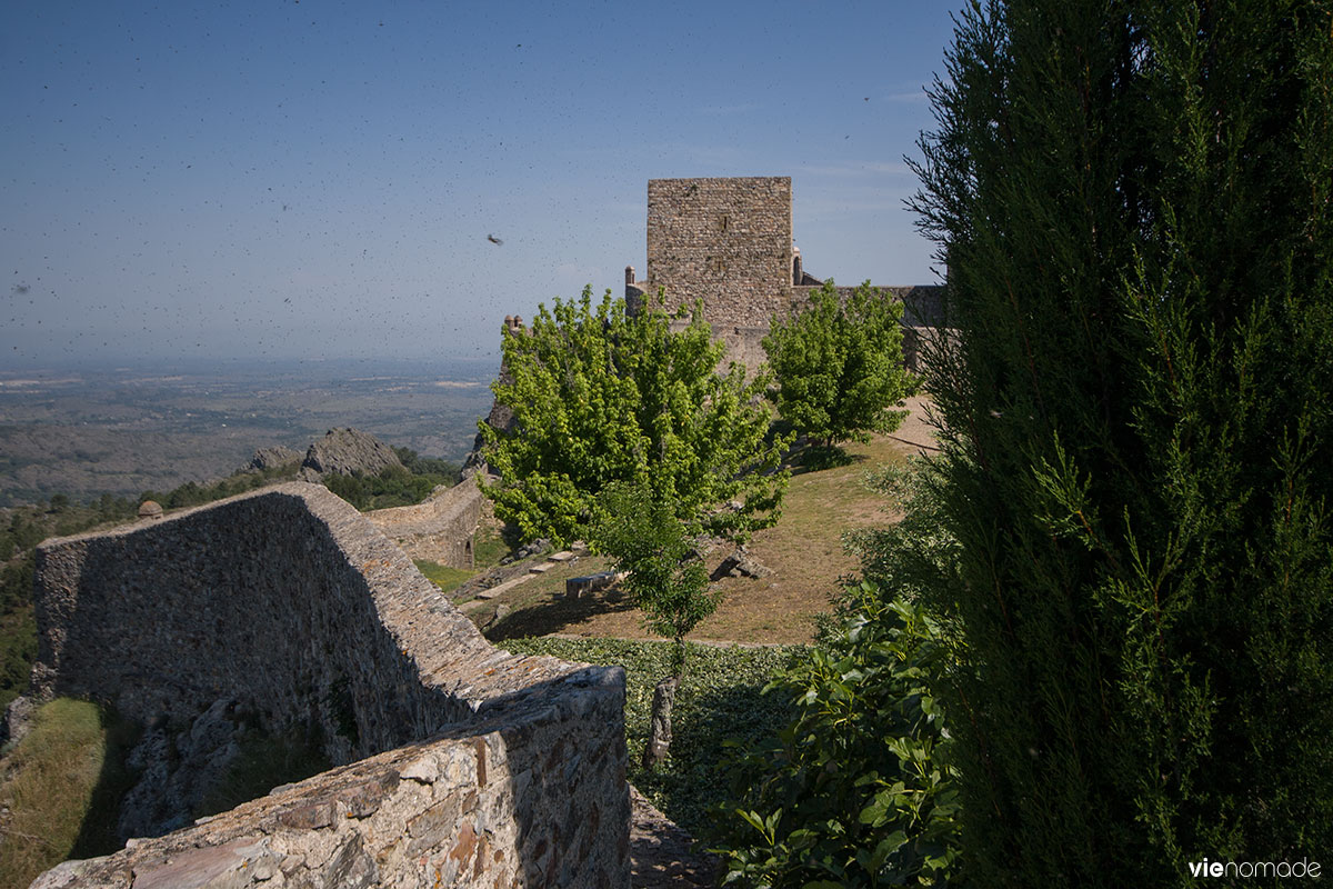 Insectes à Marvao, au Portugal