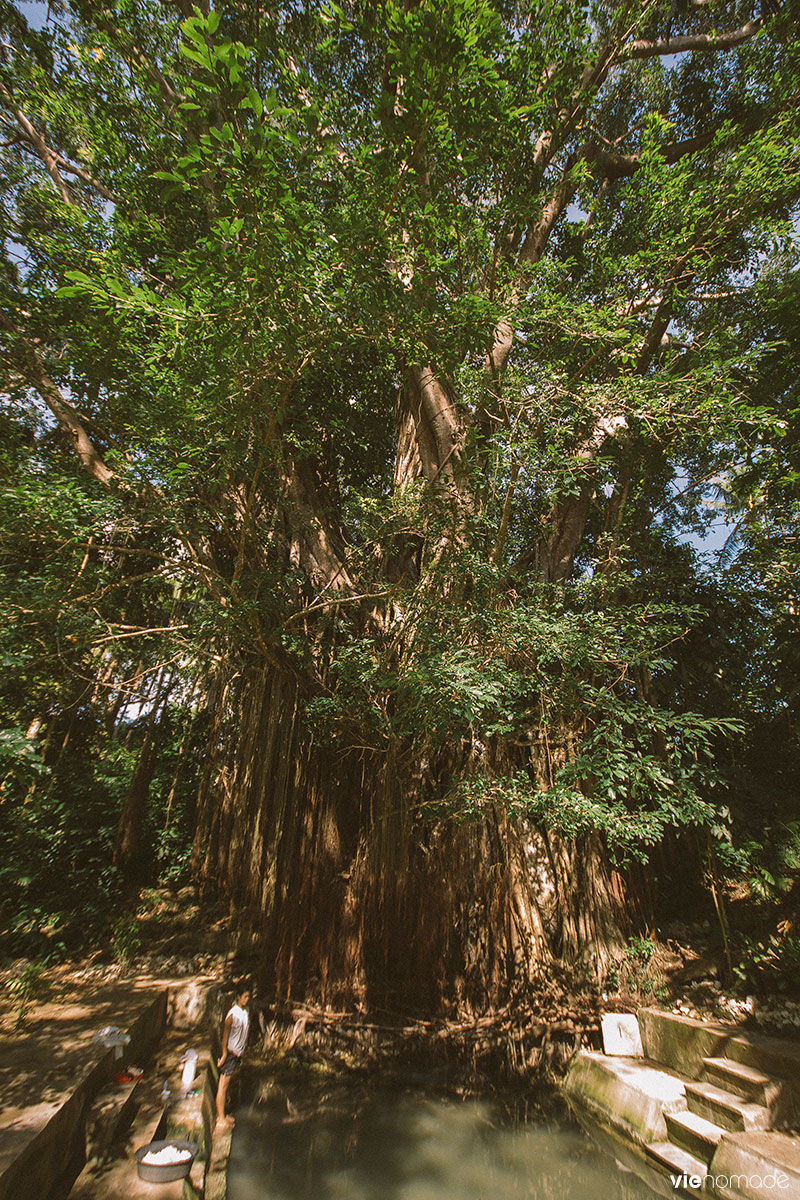 Balete Tree, l'arbre enchanté de Siquijor