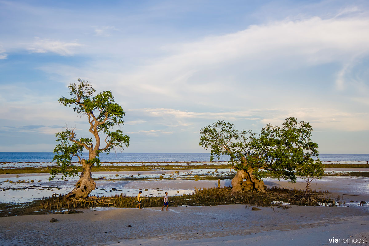 La mangrove à Siquijor