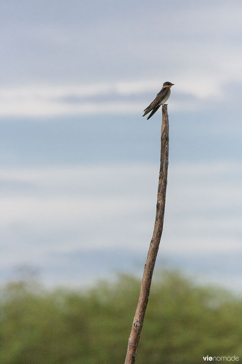 Les oiseaux de Siquijor