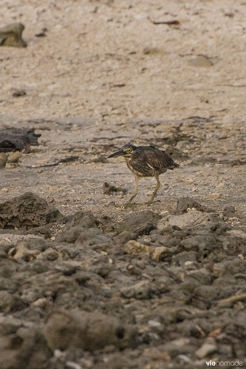 Les oiseaux de Siquijor