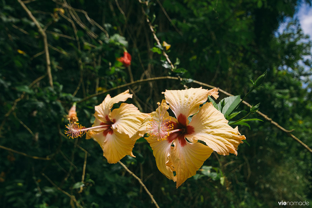 Randonner en Polynésie: Tahiti