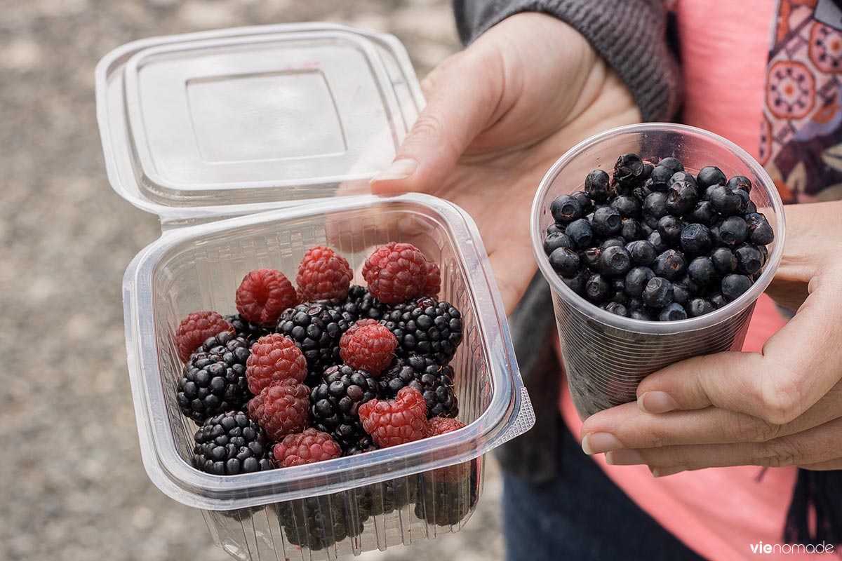 Baies et fruits cueillis au Durmitor