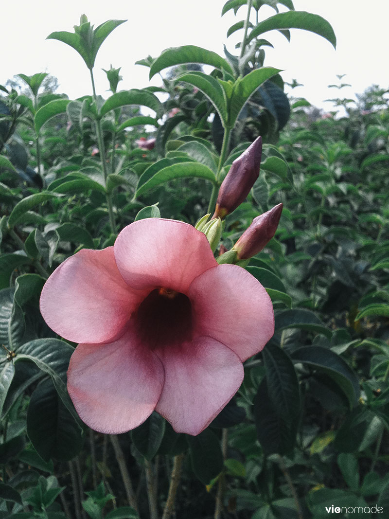 Parc de Nong Bua, Udon Thani