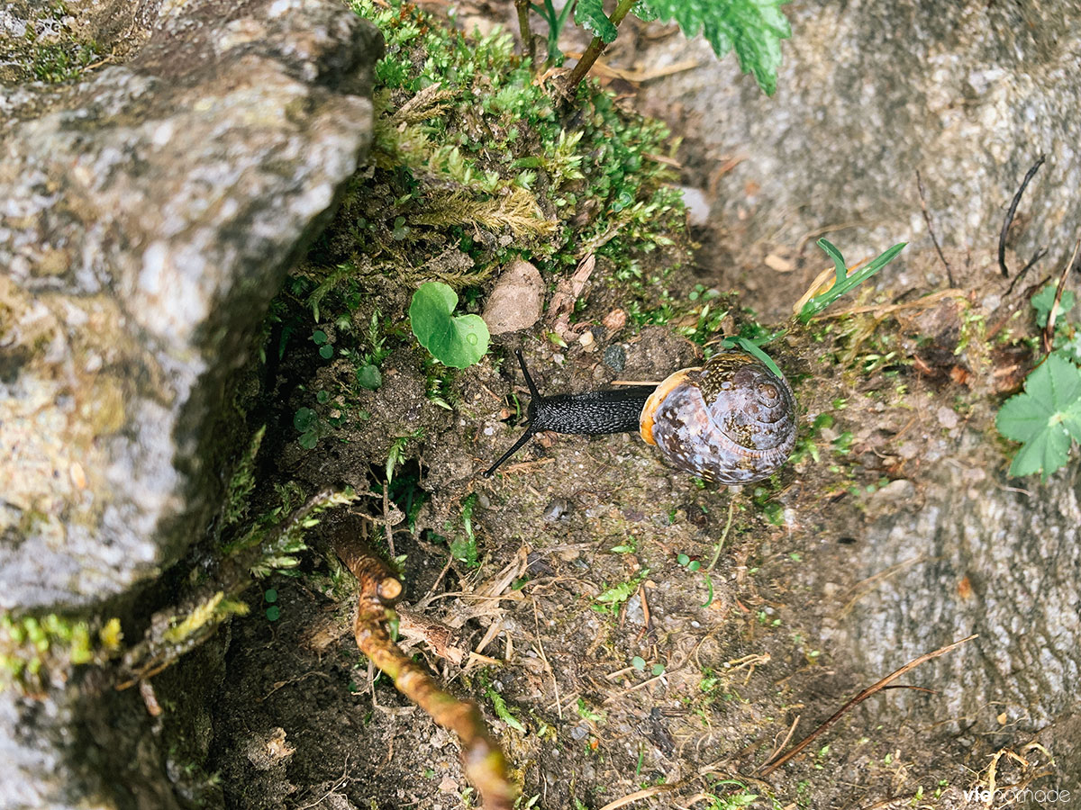 Escargot noir au Bodensee, Schladming-Dachstein