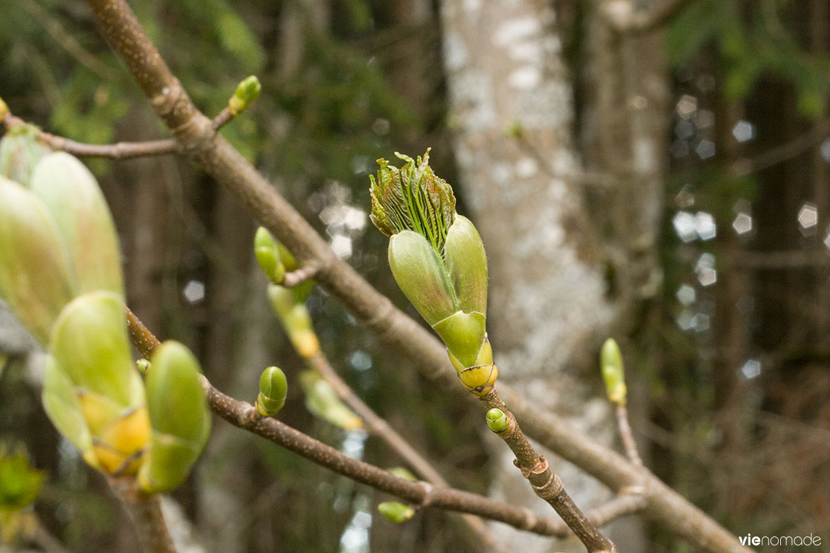 Nature en Autriche