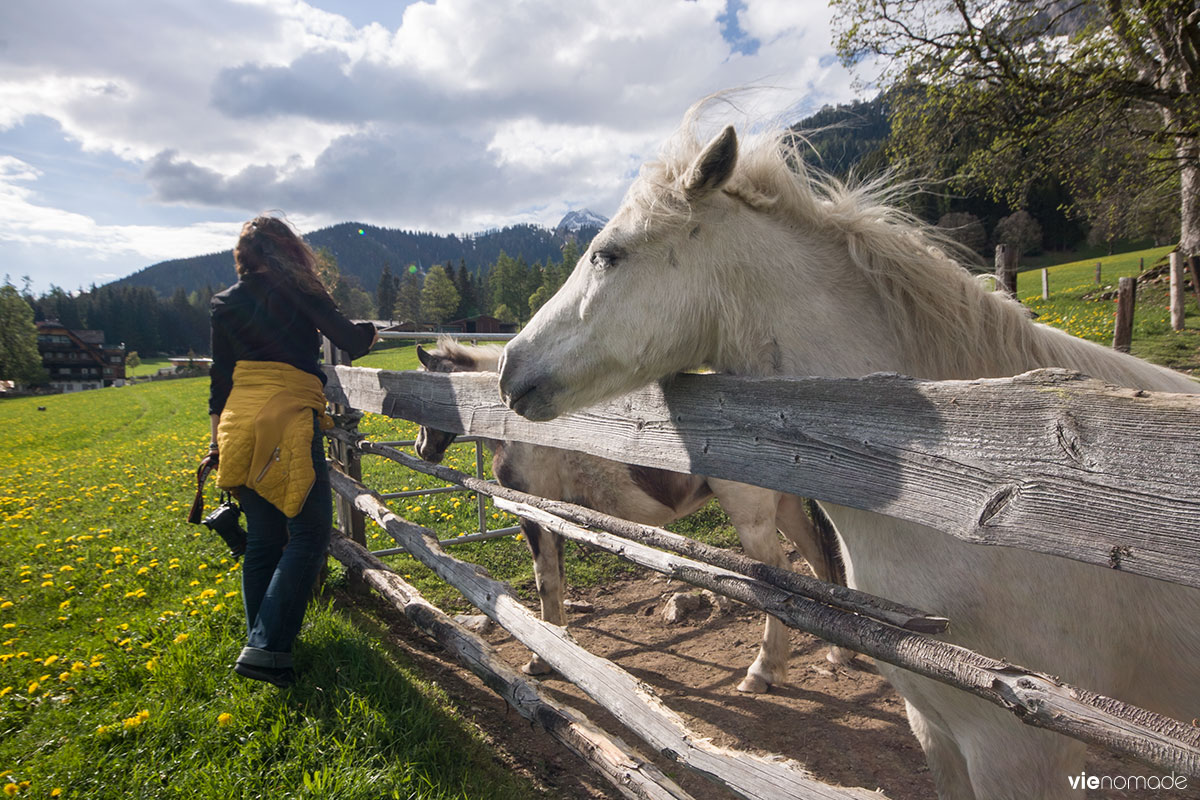 Jolis poneys à Ramsau, en Autriche