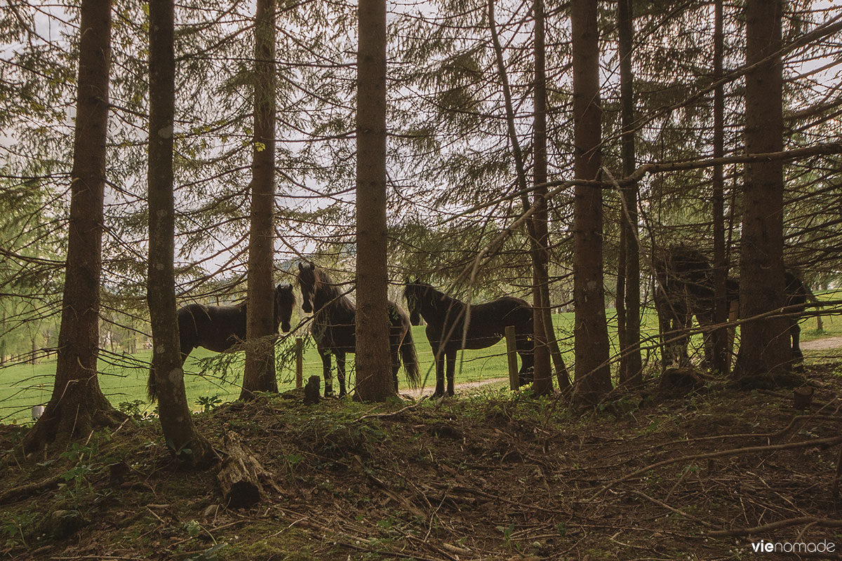 Chevaux à Schladming