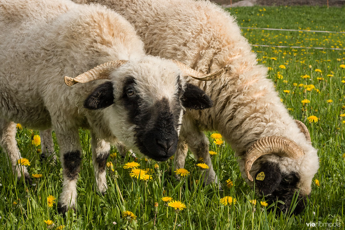 Moutons à Ramsau, Autriche