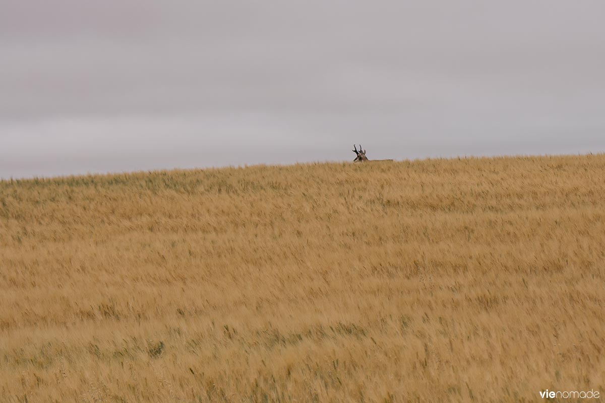 Antilope d'Amérique