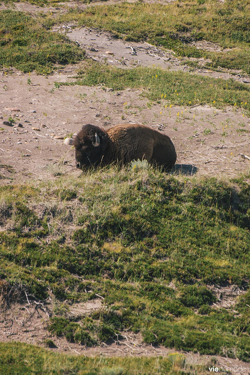 Bison d'Amérique du Nord - Saskatchewan