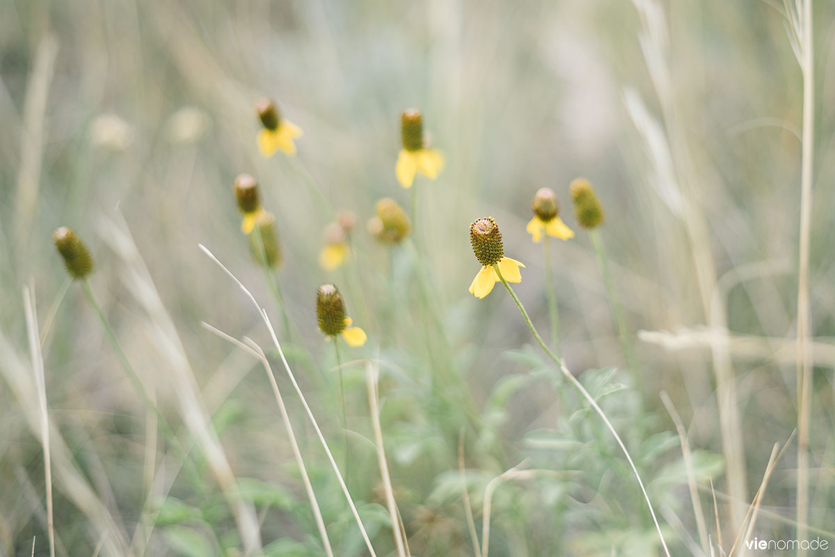 Plantes des Prairies: Ratibida Columnifera