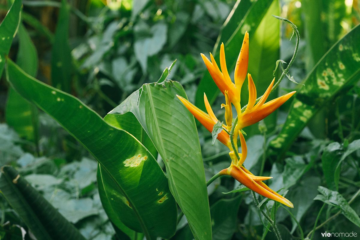 Heliconia, une fleur de polynésie à la grotte de maraa