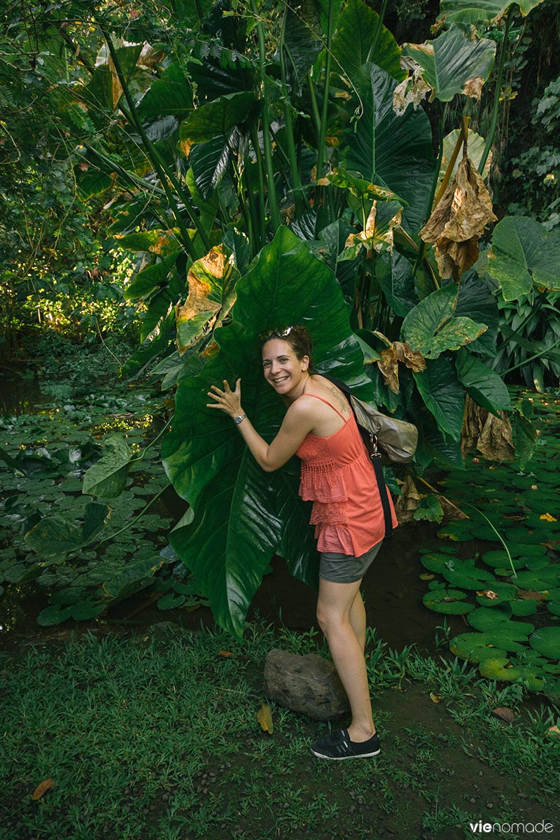 Feuilles géantes à Tahiti