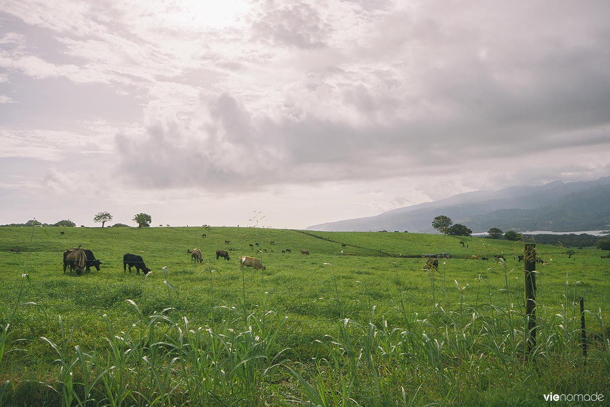 Plateau de Taravao et ses vaches, Tahiti