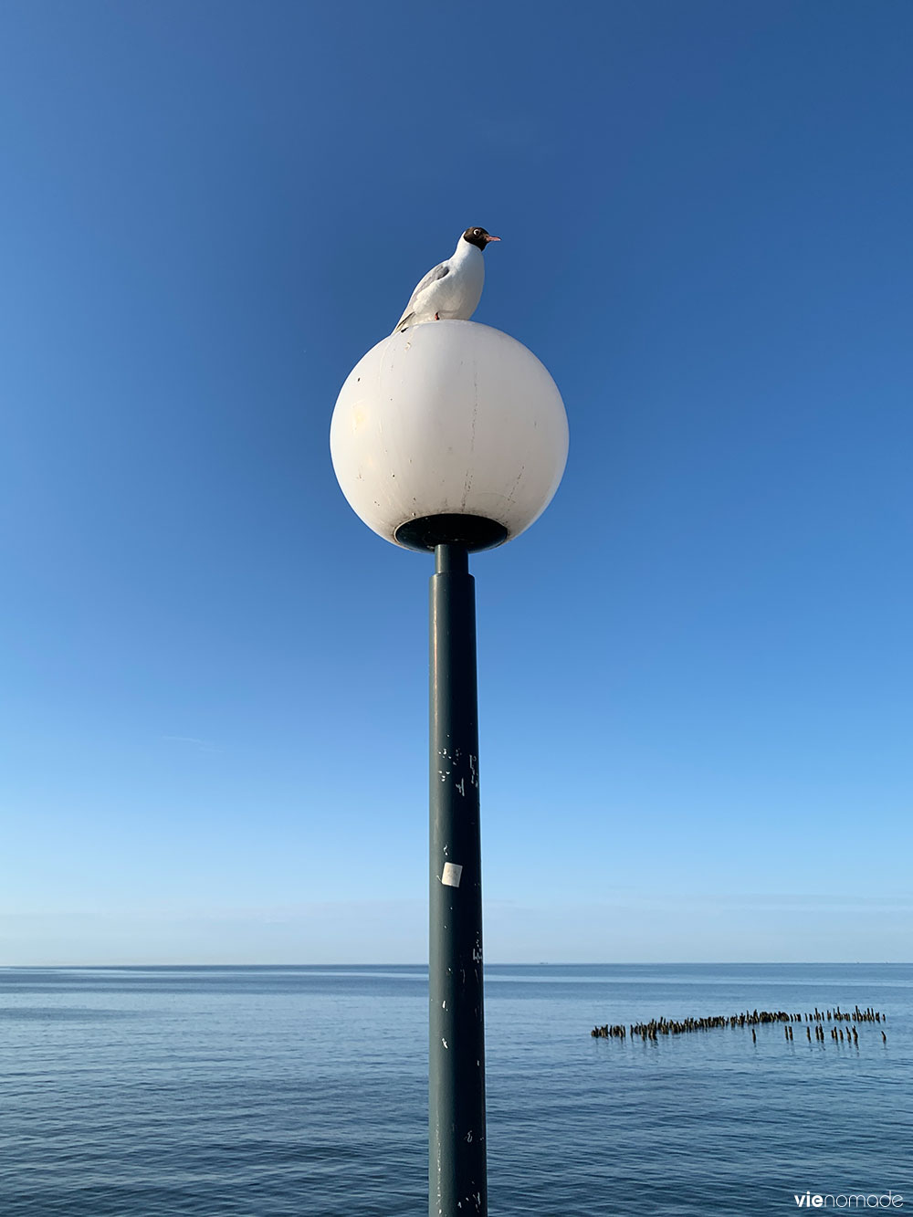 Mouette, Mer Baltique